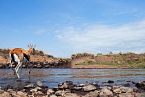 Rear view of Thomson's gazelle (Eudorcas thomsonii) following a herd of Wildebeest (Connochaetes taurinus) as they cross the Mara River, wide angle perspective, Masai Mara National Reserve, Kenya. Sep...