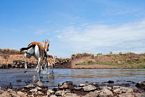 Rear view of Thomson's gazelle (Eudorcas thomsonii) following a herd of Wildebeest (Connochaetes taurinus) as they cross the Mara River, wide angle perspective, Masai Mara National Reserve, Kenya. Sep...