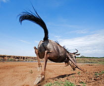Rear view of Eastern White-bearded Wildebeest (Connochaetes taurinus) rushing towards the Mara River with Common / Plain's Zebra (Equus quagga burchellii) drinking in the background - wide angle persp...