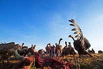 Flock of White-backed vultures (Gyps africanus) feeding on a carcass, wide angle perspective. Masai Mara National Reserve, Kenya. September