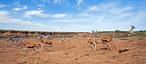 Thomson's gazelles (Eudorcas thomsonii) and herd of Common / Plains zebra (Equus quagga burchellii) retreat having changed their minds about crossng the Mara River - wide angle perspective. Masai Mara...