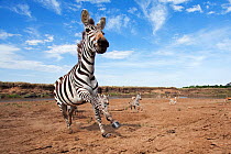 Common / Plains Zebra (Equus quagga burchellii) and Grant's Gazelles (Nanger granti) running from the bank of the Mara River - wide angle perspective. Masai Mara National Reserve, Kenya. September 200...