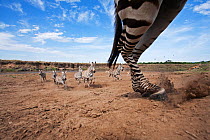 Common / Plains Zebra (Equus quagga burchellii) herd running away from the Mara River - wide angle perspective, Masai Mara National Reserve, Kenya. September 2009.