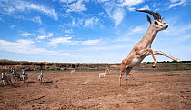 Grant's gazelle (Nanger / Gazella granti) herd running after crossing the Mara River with Common zebra (Equus quagga burchellii) - wide angle perspective. Masai Mara National Reserve, Kenya. September...