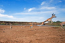 Thomson's gazelles (Eudorcas thomsonii) retreat having changed their minds about crossng the Mara River - wide angle perspective. Masai Mara National Reserve, Kenya. September 2009.