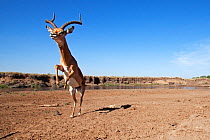 Impala (Aepyceros melampus) male rearing up on hind legs - wide angle perspective, Masai Mara National Reserve, Kenya. September 2009.