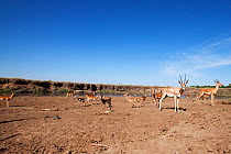 Grant's gazelle (Nanger / Gazella granti) herd waiting on the bank of the Mara River to cross - wide angle perspective, Masai Mara National Reserve, Kenya. September 2009.