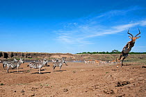 Impala (Aepyceros melampus) male running away from Common / Plains Zebra (Equus quagga burchellii) herd on the bank of the Mara River - wide angle perspective. Masai Mara National Reserve, Kenya. Sept...