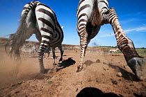 Rear view of Common / Plains Zebra herd (Equus quagga burchellii) approaching a crossing place on the Mara River where Grant's Gazelle (Nanger granti) and Impala (Aepyceros melampus) are waiting to cr...