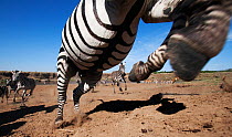 Common / Plains Zebra (Equus quagga burchellii) adult leaping as herd runs away from the Mara River - wide angle perspective, Masai Mara National Reserve, Kenya. September