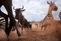 Eastern White-bearded Wildebeest herd (Connochaetes taurinus) and Common / Plains zebra (Equus quagga burchellii) running away from the Mara River after crossing - wide angle perspective. Masai Mara N...
