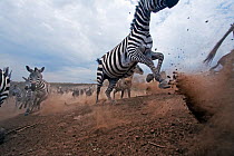 Common / Plains zebra (Equus quagga burchellii) and Eastern White-bearded Wildebeest herd (Connochaetes taurinus) running away from the Mara River after crossing - wide angle perspective. Masai Mara N...