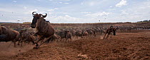 Eastern White-bearded Wildebeest (Connochaetes taurinus) herd running away from the Mara River - wide angle perspective, Masai Mara National Reserve, Kenya. October 2009.