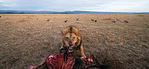 African lion (Panthera leo) male feeding on recent kill with vultures gathering in the background - wide angle perspective, Masai Mara National Reserve, Kenya. October 2009.