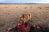 African lion (Panthera leo) feeding on recent kill with vultures gathering in the background - wide angle perspective. Masai Mara National Reserve, Kenya. October 2009.
