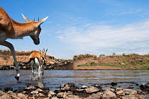 Thomsons gazelle (Eudorcas / Gazella thomsonii) crossing a river during migration - wide angle perspective. Masai Mara National Reserve, Kenya. September