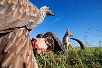 White-backed vultures (Gyps africanus) and Black-back jackal (Canis mesomelas) feeding from the carcass of a Cape buffalo (Cyncerus caffer) - wide angle perspective. Masai Mara National Reserve, Kenya...