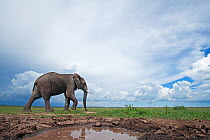 African elephant (Loxodonta africana) walking by a waterhole - wide angle perspective. Masai Mara National Reserve, Kenya. March 2010.