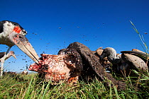 Marabou stork (Leptoptilos crumeniferus) and White-backed vultures (Gyps africanus) feeding from the carcass of a Cape buffalo (Cyncerus caffer) covered with flies - wide angle perspective. Masai Mara...