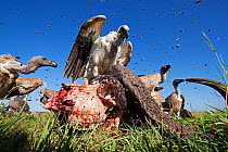 White-backed vultures (Gyps africanus) feeding from the carcass of a Cape buffalo (Cyncerus caffer) - wide angle perspective. Masai Mara National Reserve, Kenya. February