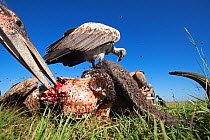 White-backed vulture (Gyps africanus) and Marabou stork (Leptoptilos crumeniferus) feeding from the carcass of a Cape buffalo (Cyncerus caffer) covered with flies - wide angle perspective. Masai Mara...