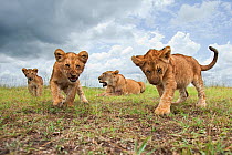 African lion (Panthera leo) cubs aged 6-9 months approaching with curiosity watched by their mother, Masai Mara National Reserve, Kenya. February