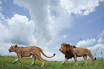 African lion (Panthera leo) male following a female, courtship, Masai Mara National Reserve, Kenya. February