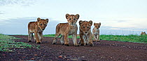 African lion (Panthera leo) four cubs aged 3-6 months walking along track, Masai Mara National Reserve, Kenya. February