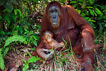 Bornean Orangutan (Pongo pygmaeus wurmbii) female 'Tutut' and baby son 'Thor' aged 8-9 months resting on the forest floor - wide angle perspective. Camp Leakey, Tanjung Puting National Park, Central K...