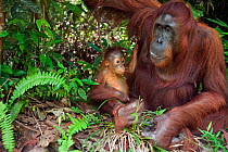 Bornean Orangutan (Pongo pygmaeus wurmbii)  female 'Tutut' and baby son 'Thor' aged 8-9 months resting on the forest floor - wide angle perspective. Camp Leakey, Tanjung Puting National Park, Central...