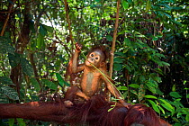Bornean Orangutan (Pongo pygmaeus wurmbii) male baby 'Thor' aged 8-9 months playing with a leaf stem on his mother's outstretched arm - wide angle perspective. Camp Leakey, Tanjung Puting National Par...