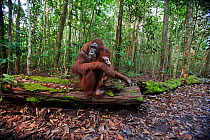 Bornean Orangutan (Pongo pygmaeus wurmbii)  female 'Tutut' and baby son 'Thor' aged 8-9 months resting on the forest floor - wide angle perspective. Camp Leakey, Tanjung Puting National Park, Central...