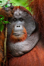 Bornean Orangutan (Pongo pygmaeus wurmbii) mature male 'Doyok' portrait. Pondok Tanggui, Tanjung Puting National Park, Central Kalimantan, Borneo, Indonesia. June 2010. Rehabilitated and released (or...
