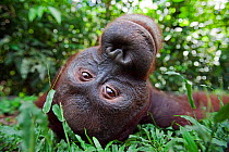 Bornean Orangutan (Pongo pygmaeus wurmbii) sub-adult male 'Pan' lying on his back - wide angle perspective. Camp Leakey, Tanjung Puting National Park, Central Kalimantan, Borneo, Indonesia. June 2010....