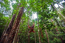 Bornean Orangutan (Pongo pygmaeus wurmbii) mature male 'Nanang' suspended between a tree and a liana - wide angle perspective. Pondok Tanggui, Tanjung Puting National Park, Central Kalimantan, Borneo,...