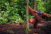 Bornean Orangutan (Pongo pygmaeus wurmbii) mature male 'Doyok' standing supported by a tree - wide angle perspective. Pondok Tanggui, Tanjung Puting National Park, Central Kalimantan, Borneo, Indonesi...