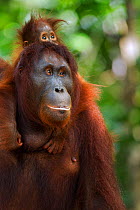 Bornean Orangutan (Pongo pygmaeus wurmbii) female 'Peta' carrying her baby daughter 'Petra' aged 12 months. Camp Leakey, Tanjung Puting National Park, Central Kalimantan, Borneo, Indonesia. June 2010....