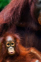 Bornean Orangutan (Pongo pygmaeus wurmbii) female 'Peta' sitting with her playful daughter 'Petra' aged 12 months portrait. Camp Leakey, Tanjung Puting National Park, Central Kalimantan, Borneo, Indon...