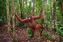 Bornean Orangutan (Pongo pygmaeus wurmbii) female 'Linda' standing supported by a tree - wide angle perspective. Pondok Tanggui, Tanjung Puting National Park, Central Kalimantan, Borneo, Indonesia. Ju...