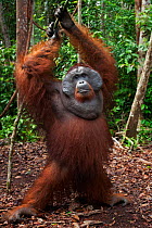 Bornean Orangutan (Pongo pygmaeus wurmbii) mature male 'Doyok' standing supported by a tree - wide angle perspective. Pondok Tanggui, Tanjung Puting National Park, Central Kalimantan, Borneo, Indonesi...