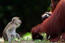 Bornean Orangutan (Pongo pygmaeus wurmbii) female 'Siswi' defending her food from a Long-tailed / Crab-eating Macaque (Macaca fascicularis). Camp Leakey, Tanjung Puting National Park, Central Kalimant...