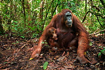 Bornean Orangutan (Pongo pygmaeus wurmbii) female 'Tutut' and her baby 'Thor' aged 8-9 months sitting on the forest floor - wide angle perspective. Camp Leakey, Tanjung Puting National Park, Central K...