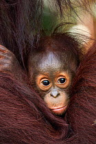 Bornean Orangutan (Pongo pygmaeus wurmbii) male baby 'Thor' aged 8-9 months peering between his mother's arms. Camp Leakey, Tanjung Puting National Park, Central Kalimantan, Borneo, Indonesia. June 20...