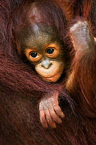 Bornean Orangutan (Pongo pygmaeus wurmbii) male baby 'Thor' aged 8-9 months peering between his mother's arms. Camp Leakey, Tanjung Puting National Park, Central Kalimantan, Borneo, Indonesia. June 20...