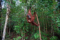 Bornean Orangutan (Pongo pygmaeus wurmbii) female 'Tutut' and her baby 'Thor' aged 8-9 months swinging from a liana - wide angle perspective. Camp Leakey, Tanjung Puting National Park, Central Kaliman...