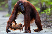 Bornean Orangutan (Pongo pygmaeus wurmbii) female 'Tutut' walking along a trail with her playful baby 'Thor' aged 8-9 months hanging from her leg. Camp Leakey, Tanjung Puting National Park, Central Ka...