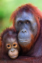 Bornean Orangutan (Pongo pygmaeus wurmbii) female 'Unyuk' cuddling her daughter 'Ursula' aged 4 - portrait. Camp Leakey, Tanjung Puting National Park, Central Kalimantan, Borneo, Indonesia. June 2010....