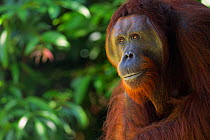 Bornean Orangutan (Pongo pygmaeus wurmbii) mature male 'Panarogo' sitting portrait. Camp Leakey, Tanjung Puting National Park, Central Kalimantan, Borneo, Indonesia. June 2010. Rehabilitated and relea...