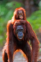 Bornean Orangutan (Pongo pygmaeus wurmbii) female 'Gara' carrying her baby 'Gita' aged 2 years walking down a trail. Camp Leakey, Tanjung Puting National Park, Central Kalimantan, Borneo, Indonesia. J...