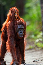 Bornean Orangutan (Pongo pygmaeus wurmbii) female 'Gara' carrying her baby 'Gita' aged 2 years walking down a trail. Camp Leakey, Tanjung Puting National Park, Central Kalimantan, Borneo, Indonesia. J...